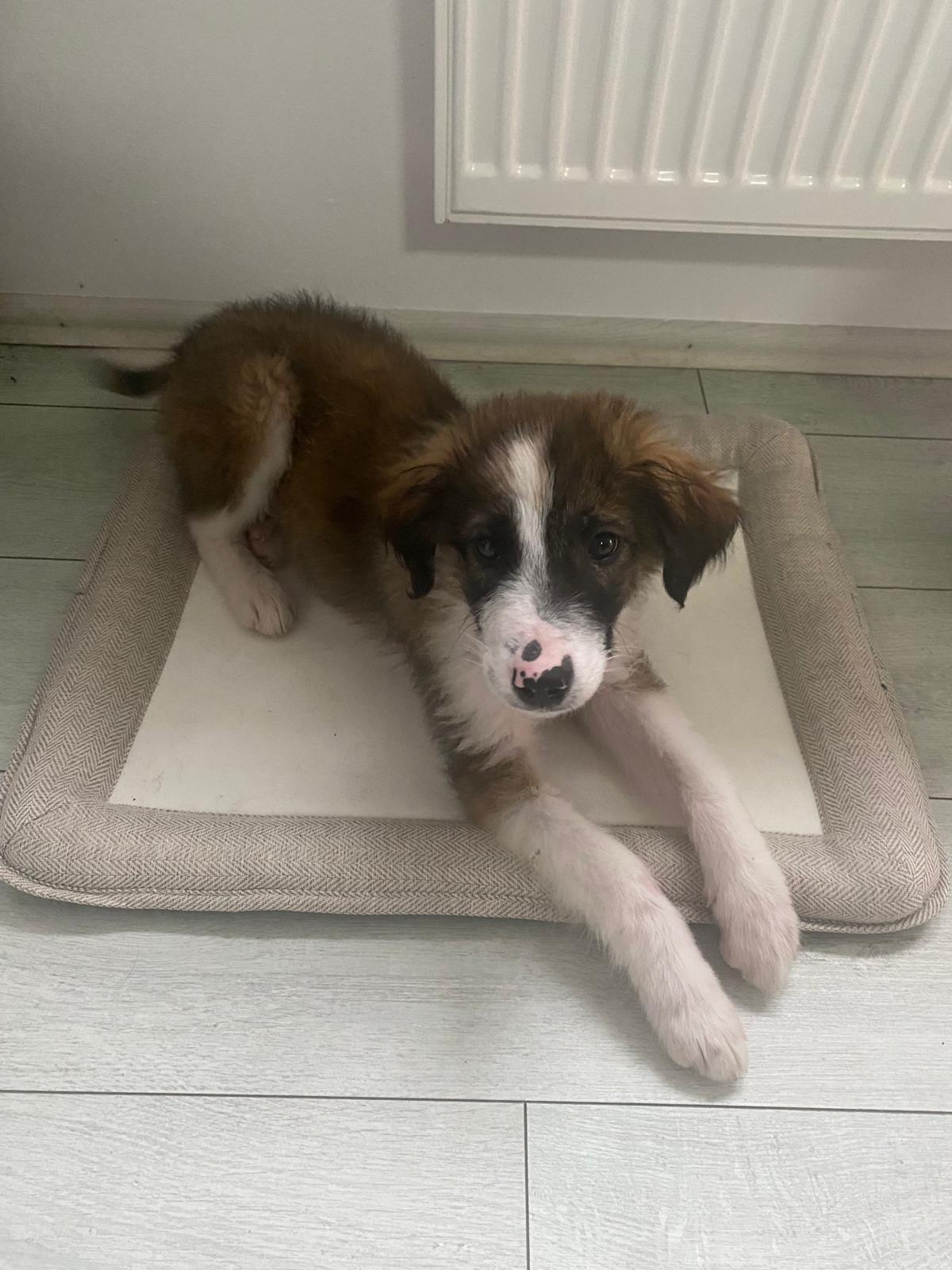 Rosco - our first rescue