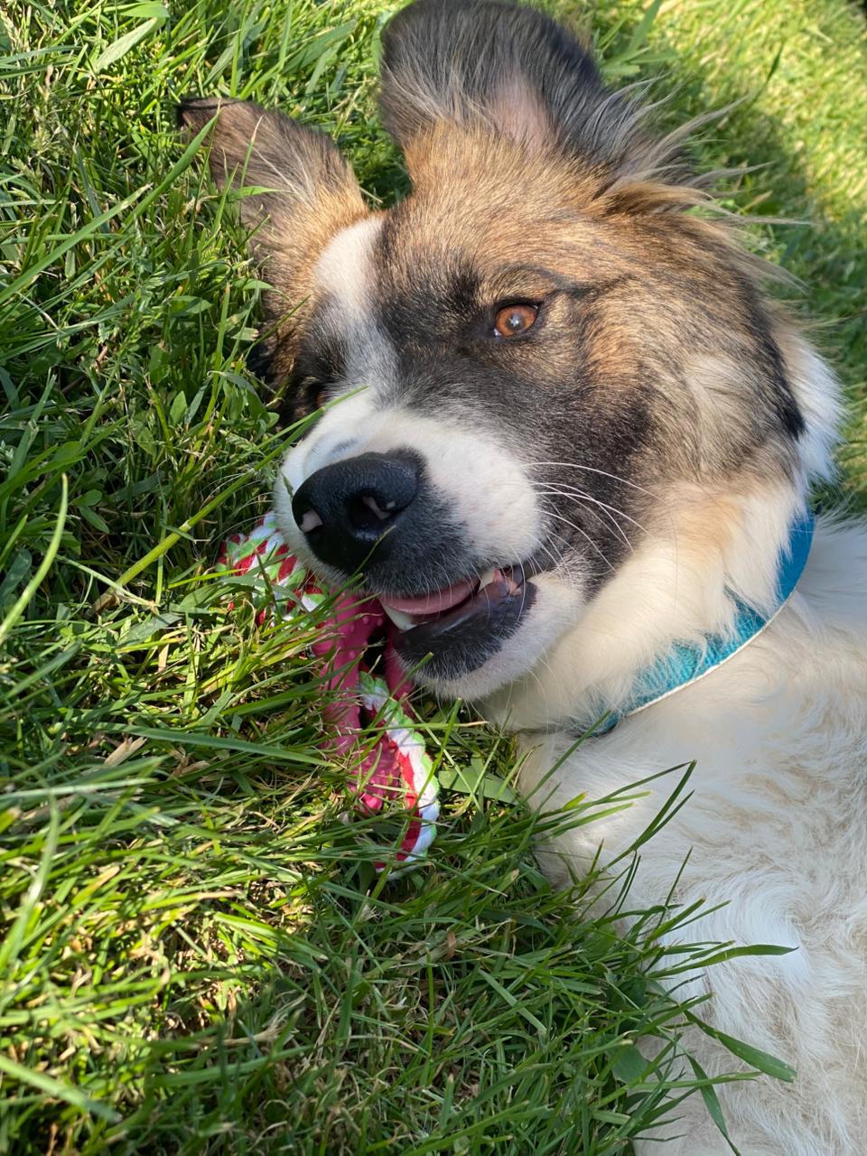 Rosco - part of the family