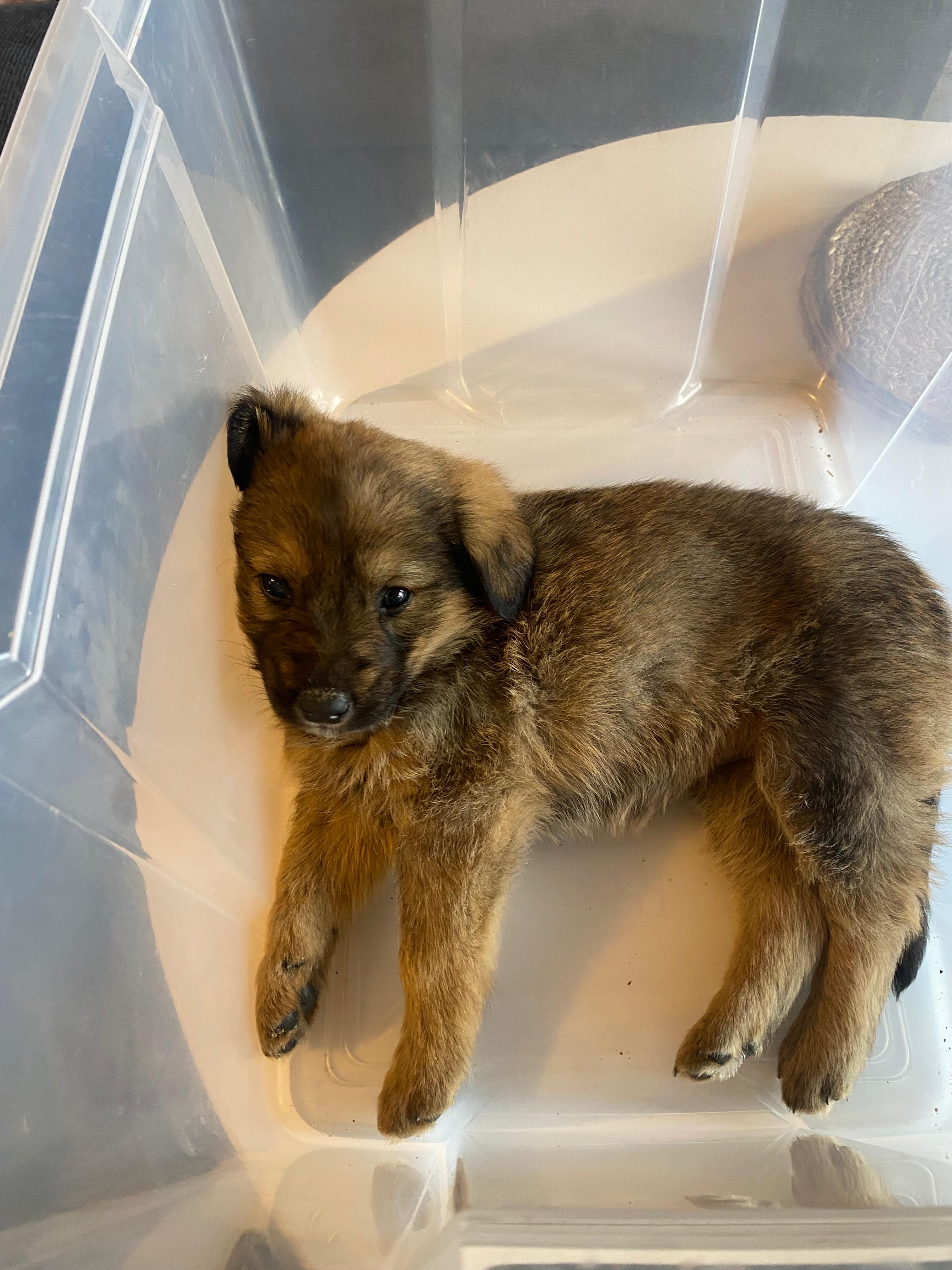 Luna settling into her new home