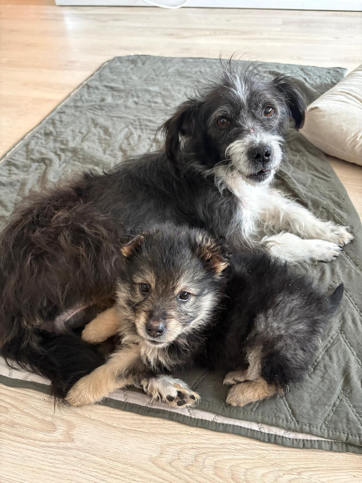 Mitzi (mom) and Rosie (pup)