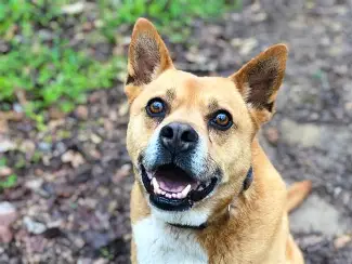 This is a test (not a real dog)